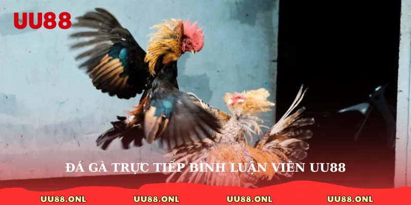 đá gà trực tiếp bình luận viên